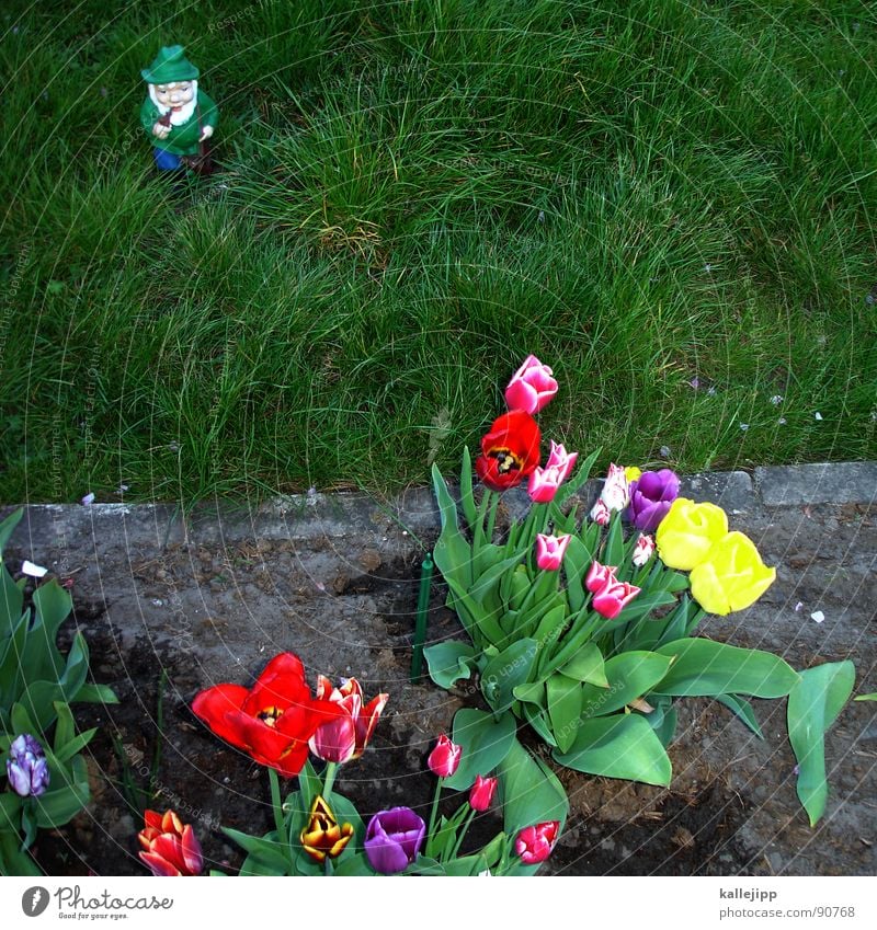 death strip Garden gnome Masculine Petit bourgeois Tulip Green space Grass Traces of fomer wall Wall (barrier) No man's land Border guard Pankow Border area