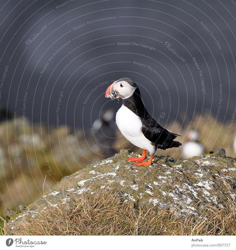 rich prey (puffins Iceland) Hunting Vacation & Travel Trip Far-off places Freedom Expedition Summer Ocean Island Nature Landscape Plant Animal Water Grass