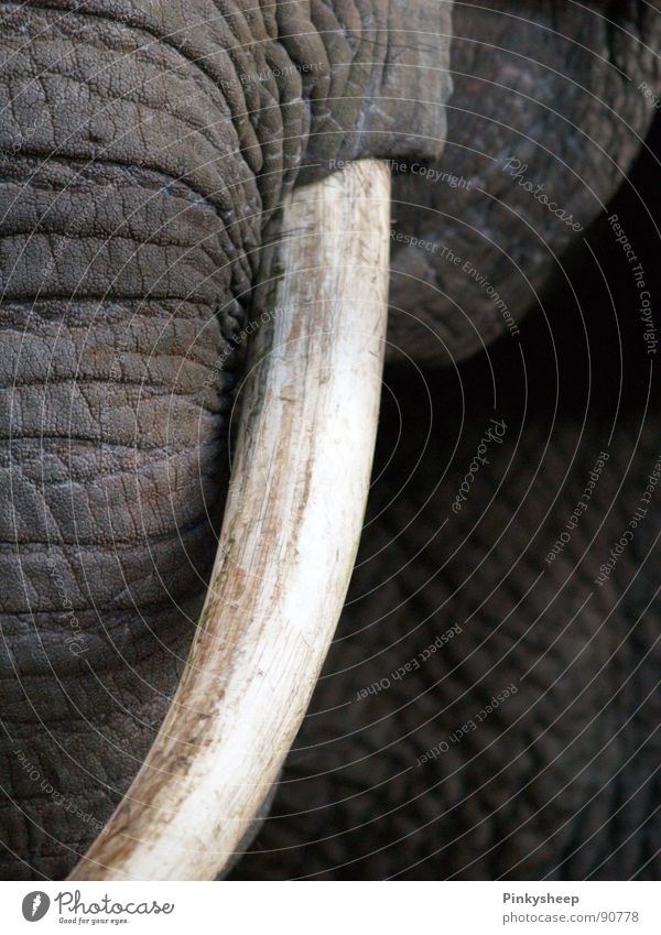 grey giant Calm Circus Zoo Animal Leather Wild animal Animal face Elephant skin Ivory Tusk 1 Sadness Threat Large Gray White Grief Trunk Mammal Africa Colossus