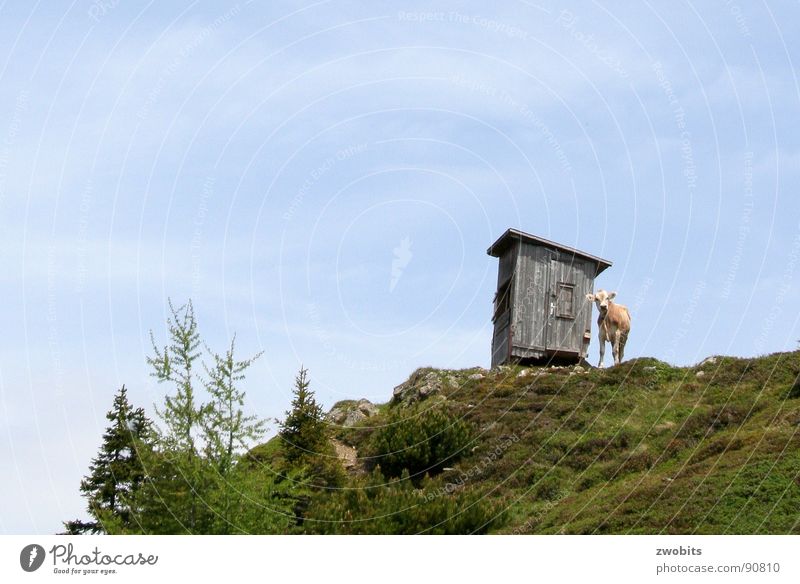 Here I rule! SECOND Arrogant Mountain dweller Austrian Cow Summer Worm's-eye view House (Residential Structure) Alpine Meadow Hut Sky Pride Alps Nature Blue