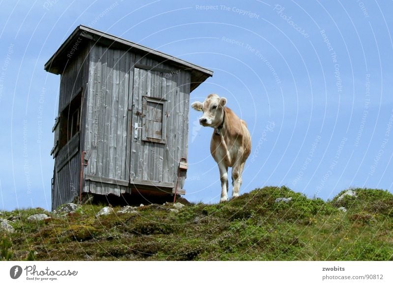 Here I rule! III Arrogant Mountain dweller Austrian Cow Summer Worm's-eye view House (Residential Structure) Alpine Meadow Hut Sky Pride Alps Nature Blue