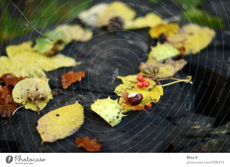 autumn frame Nature Autumn Leaf Yellow Chestnut Rawanberry Circle Frame Autumnal Autumn leaves Autumnal colours Collection Accumulation Wood Early fall