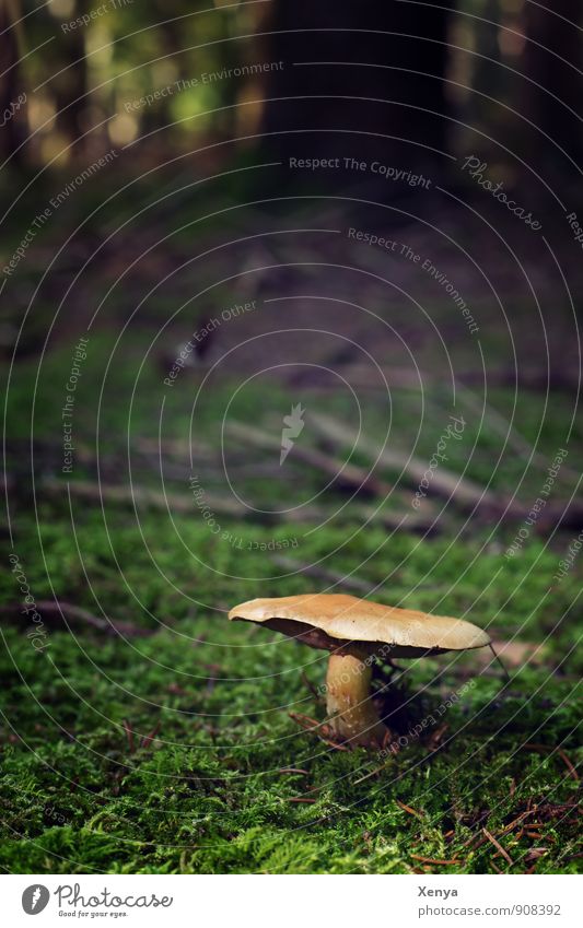Mushroom in the forest Environment Nature Landscape Autumn Forest Brown green Black Moss forest soils Mushroom cap tree Autumnal Stand Growth Exterior shot