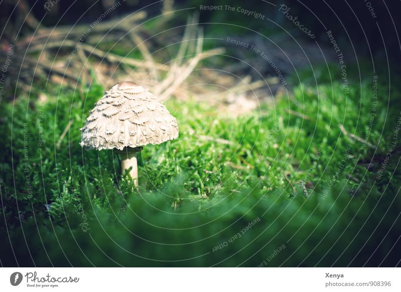 In the forest there are the ... mushrooms Environment Nature Plant Mushroom Forest Green White Mushroom cap Beatle haircut Moss Small Growth Poison Edible