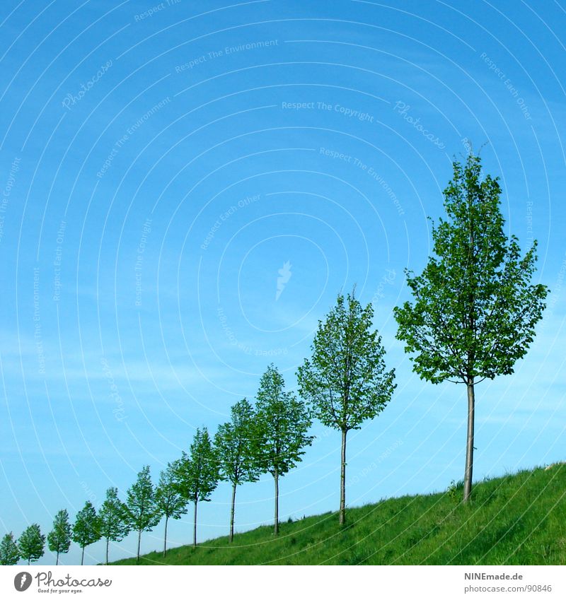 infinite ... Sky blue Clouds Meadow Green Tree Leaf Tree trunk Row of trees Beaded Avenue Small Large Summer Spring Square 12 Horizon Blue cirrostratus cloud