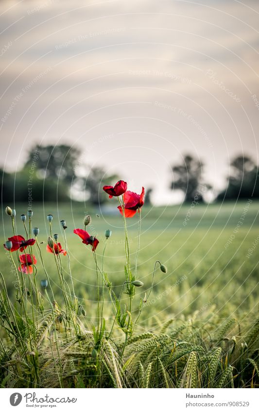 wild poppy Environment Nature Landscape Plant Animal Sky Clouds Sunrise Sunset Sunlight Summer Climate Beautiful weather Tree Flower Grass Leaf Blossom