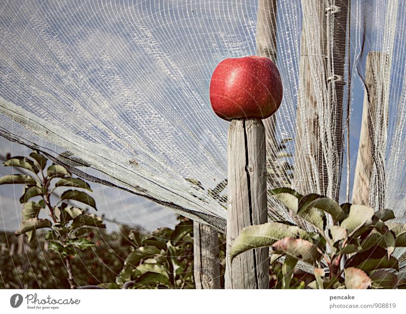 the apple king Nature Landscape Elements Sky Autumn Beautiful weather Tree Agricultural crop Select Business Uniqueness Value Luxury King Apple Apple tree