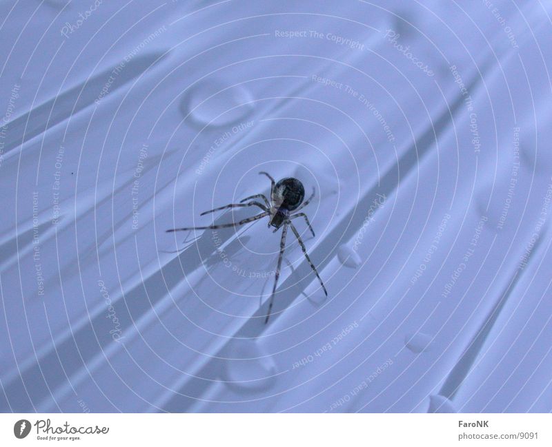 spider Spider Animal Insect Transport Drops of water