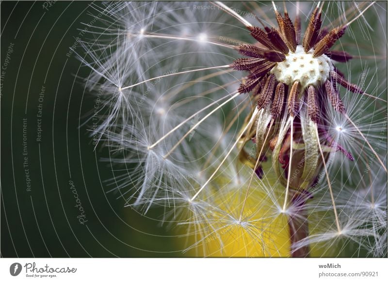 dandelion Dandelion Blow Plant Flower Spore Meadow flower Summer Air Propagation Yellow Green Macro (Extreme close-up) Joy Spring Blossoming bloom Seed Pistil