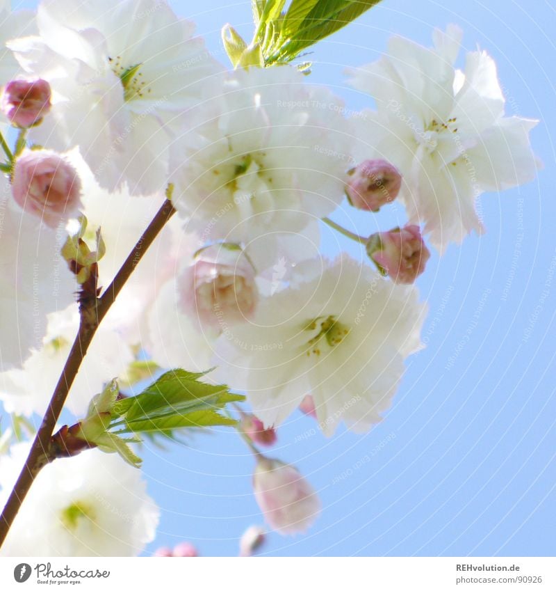 blossom dream tree Blossom Spring Pink White Growth Sprout Multiple Green Brilliant Spring fever Sun Flashy Fresh Delicate Commute Park Fruit trees Beautiful