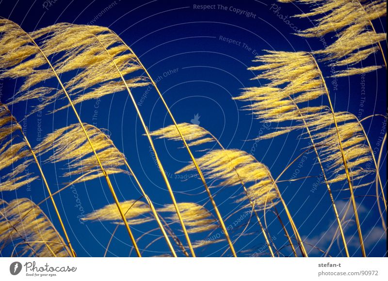 wind New Zealand Grass Blown away Blade of grass Yellow Moody Blue Diagonal Thread Thread-like Physics Dry Summer prairie grass Orange Contrast Wind stylized