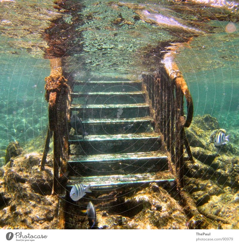 From the sea Ocean Overgrown Go up Surface of water Coral Coral reef Calm Underwater photo Reef Summer Water Stairs Fish Concentrate