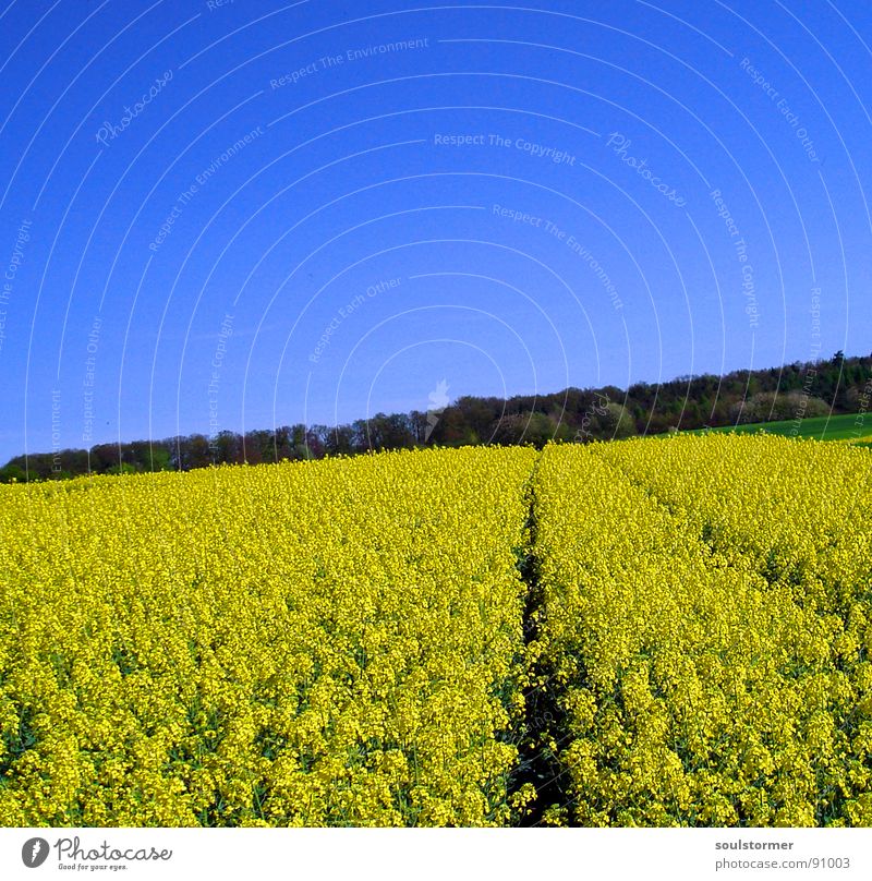 La Colza V Canola Plant Yellow Green Spring Field Canola field Agriculture Honey Bee Blossom Flower Ecological Forest Tracks Border Forest path Stop Deep Meadow