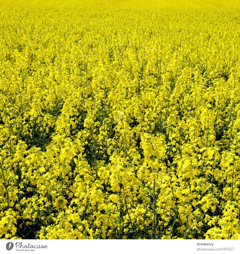 go yellow Canola Plant Gasoline Diesel Bio-diesel Field Blossom Yellow Agriculture Spring Organic produce Nature Oil