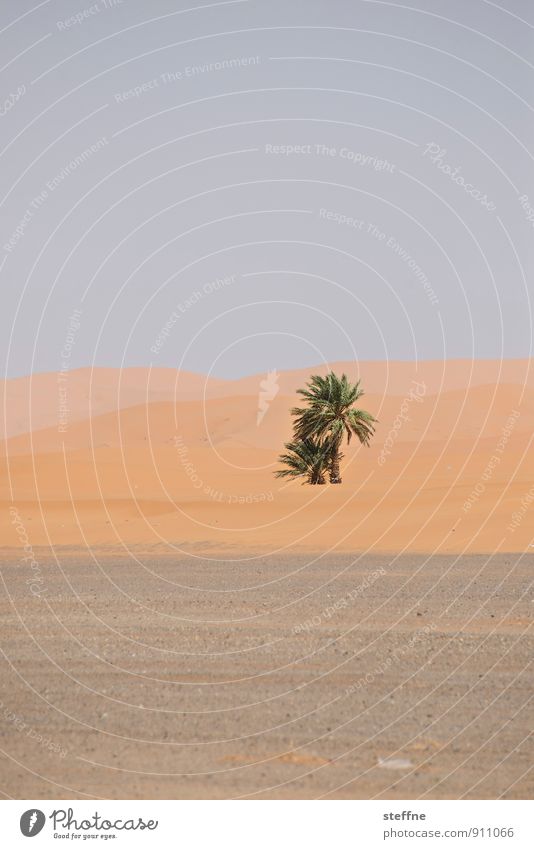 Trees (3/8) Nature Growth Oxygen Environment Climate Ecological Palm tree Oasis Desert Sand inhospitably Morocco