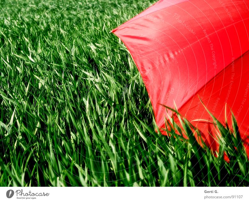 screened Charming Sunshade Protective equipment Umbrella Red Summer Field Cornfield Fresh Multicoloured Greeny-red Agriculture Wind Blade of grass Movement