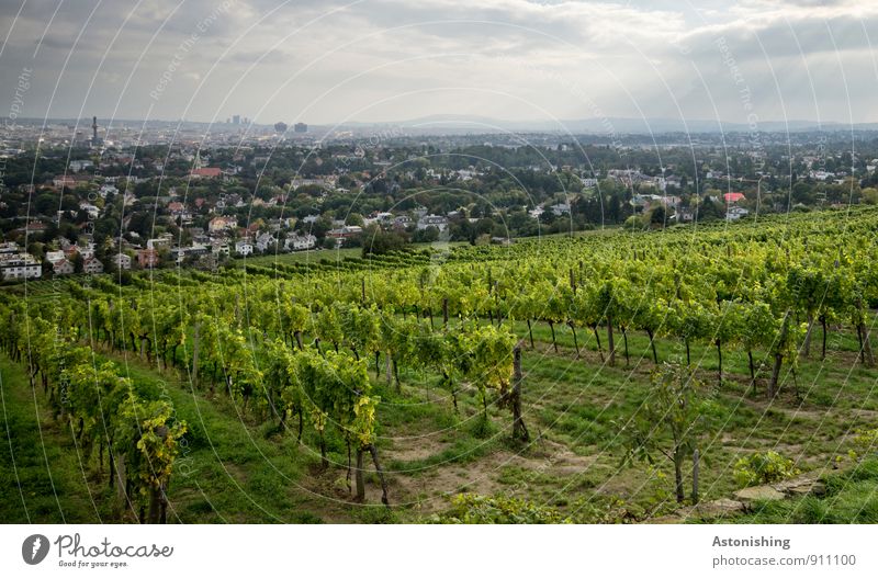 Vineyards before Vienna Environment Nature Landscape Plant Sky Clouds Horizon Autumn Weather Tree Grass Bushes Agricultural crop Meadow Hill Austria Town