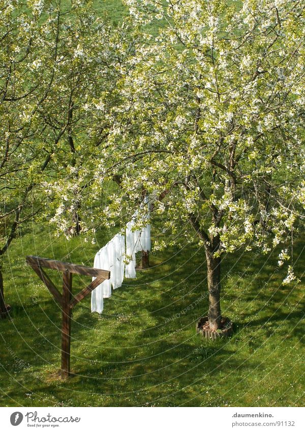 White Giant Spring Laundry Tree Wood Cloth Meadow Purr Leaf Blossom Pure Calm Glide Garden Nature speed laundry string Tree trunk Wind Smooth