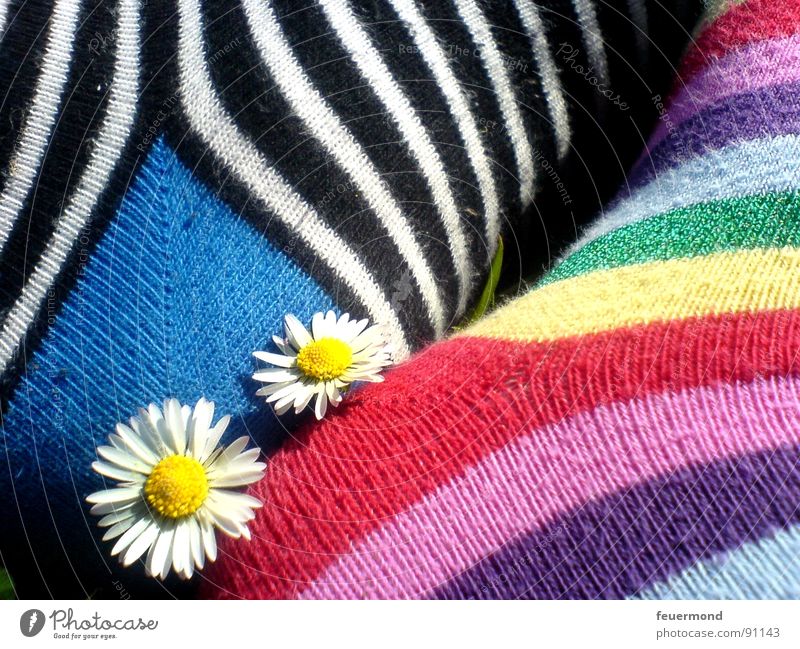 Love you. Stockings Stripe Daisy Affection Relationship Friendship 2 Together Touch Pattern Striped Summer Clown Feet In pairs
