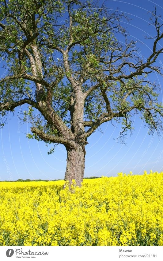 Tree in rape Canola Yellow Green Tree bark Agriculture Landscape Spring Spring fever Field Blue Branch Exterior shot