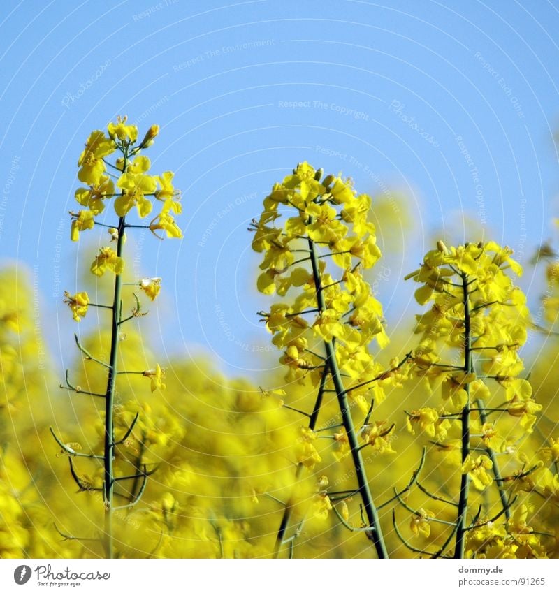 R - A - P - S Canola Yellow Summer Physics Blossom Blur Depth of field Beautiful Summery Growth Field Höchberg Würzburg Sky Beautiful weather Warmth