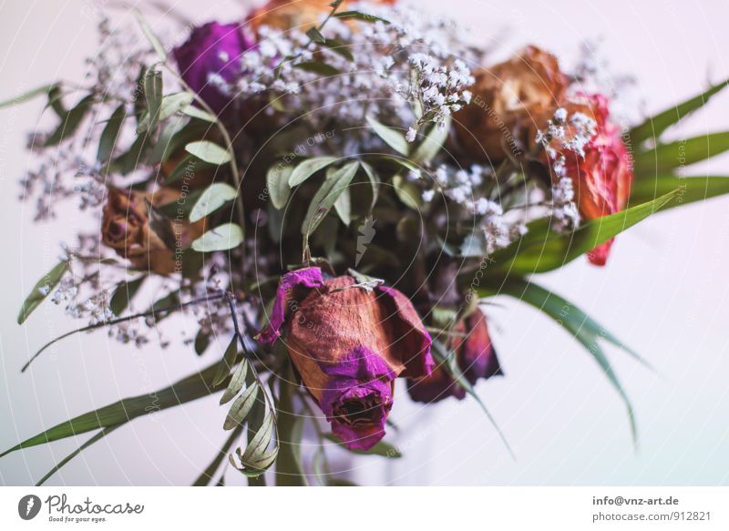 bouquet Plant Flower Leaf Blossom To dry up Limp Bouquet Rose leaves Gift Colour photo Interior shot Close-up Deserted