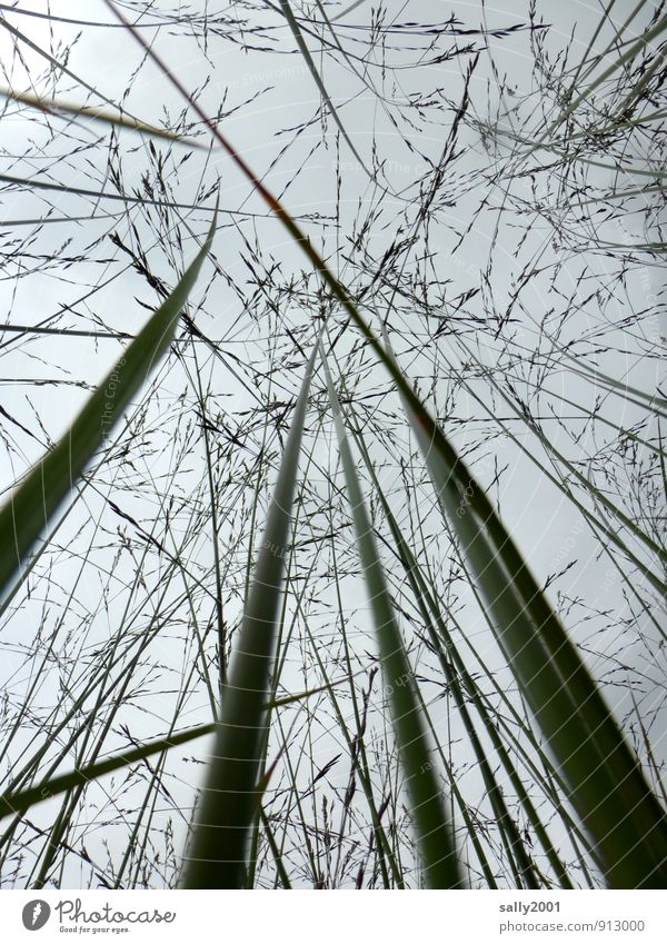 do you hear the grass grow? Plant Sky Clouds Summer Bad weather Grass Movement To swing Growth Above Gray Nature Upward Wild Muddled blossom Colour photo