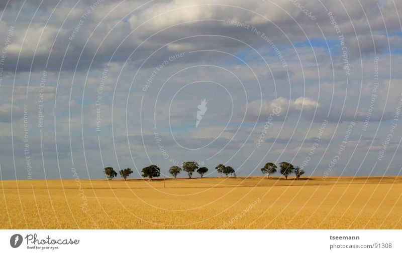 Lonely trees Australia Wheat Field Tree Clouds Sky Yellow Bad weather Loneliness Far-off places Countries West cloud Blue cloudy lonely rolling country Americas