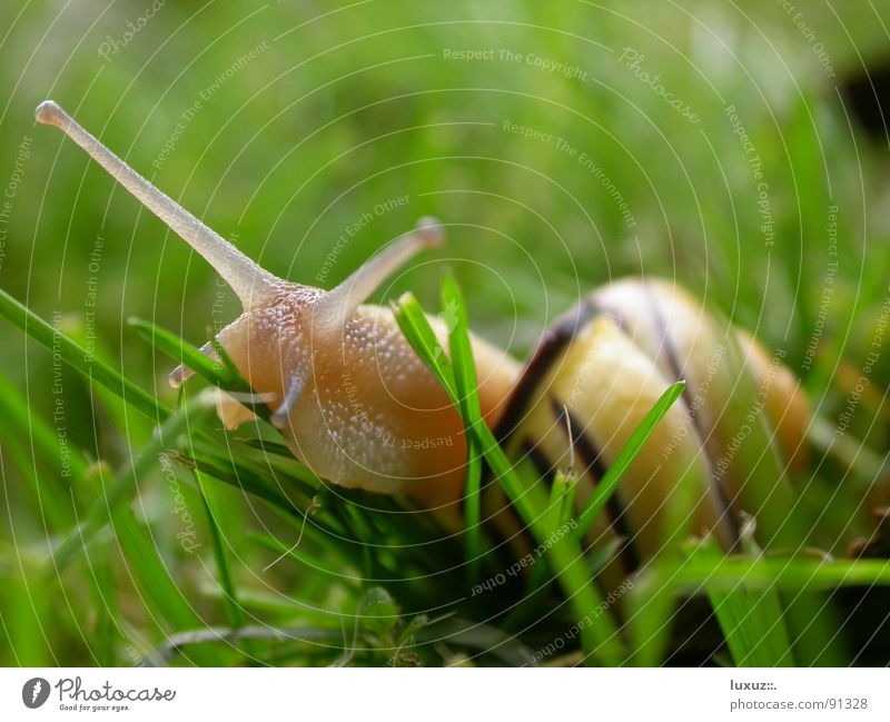 delicious! Snail shell Mucus Slimy Crawl Slowly Animal Feeler To feed Grass Slow motion Smoothness move Eyes Looking Emotions slime antenna slow