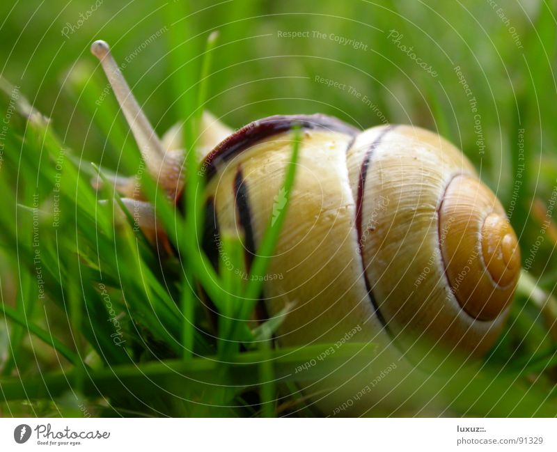 Crawl away Snail shell Mucus Slimy Slowly Animal Feeler To feed Grass Slow motion Smoothness Detail Hide creep away move Eyes Looking Emotions slime antenna