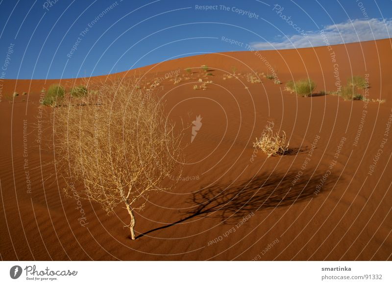 desert beauty Dry Hot Namibia Sossusvlei Bushes Desert plant Fighter Trust Beach dune Thin Sand Namib desert desert shrub