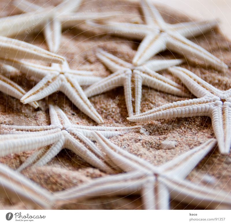 starfish Starfish Ocean Beach Stone Animal Find Macro (Extreme close-up) Close-up Coast Fish Star (Symbol) Sand