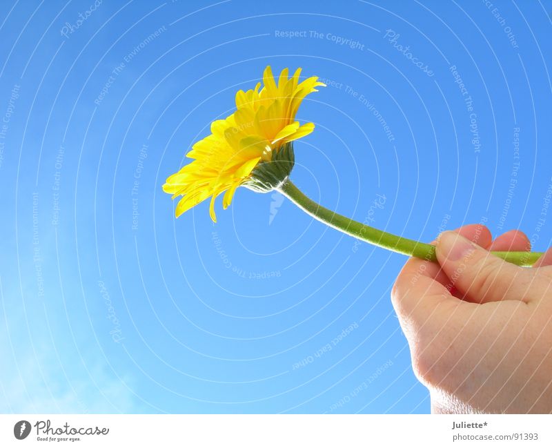 for you Flower Yellow Give Gift Congratulations Hand Birthday Sky Blue