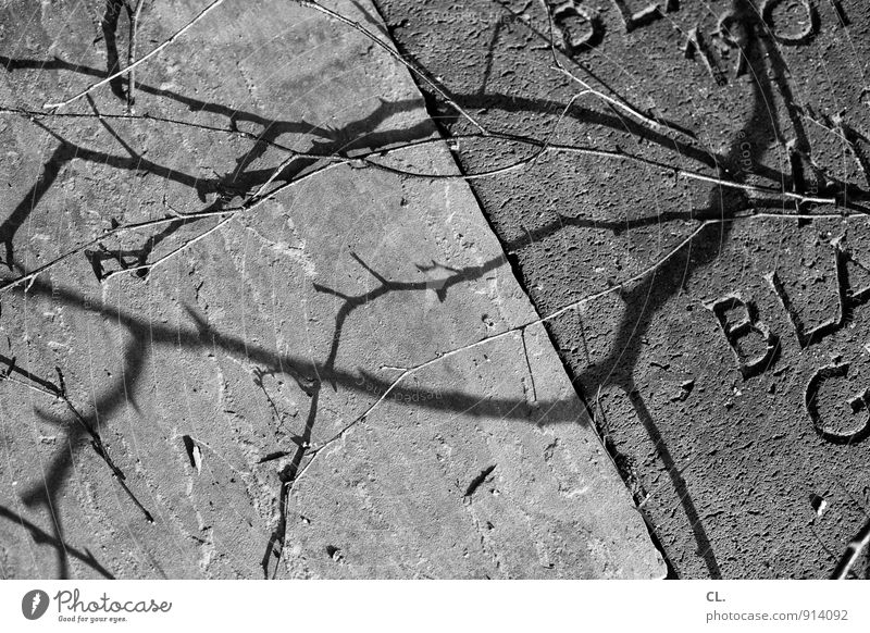 grave Branch Grave Tombstone Characters Grief Death Transience Cemetery Funeral Bury Black & white photo Exterior shot Close-up Deserted Day Light Shadow