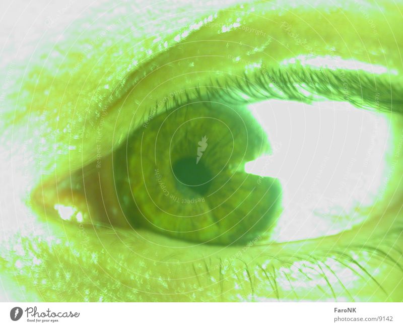 eye Eyelash Green Macro (Extreme close-up) Close-up Eyes Iris