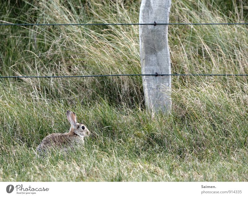 the fable of the rabbit and the post Environment Nature Plant Animal Grass Wild animal 1 Sit Hare & Rabbit & Bunny Fence post Green Green space Together