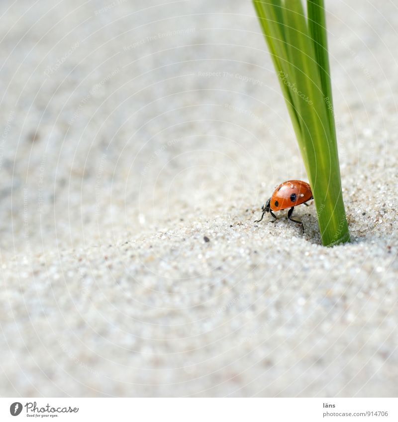 pee Environment Sand Plant Grass Wild plant Coast River bank Beach Beetle Ladybird 1 Animal Crawl Sit Orderliness Mobility Moving (to change residence)