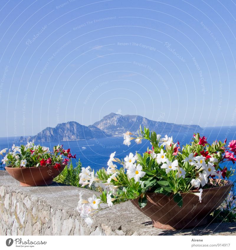 cartolina Plant Sky Summer Beautiful weather Flower Pot plant Mountain Ocean Mediterranean sea Island Capri Sorrento Gulf of Napels Italy Campania