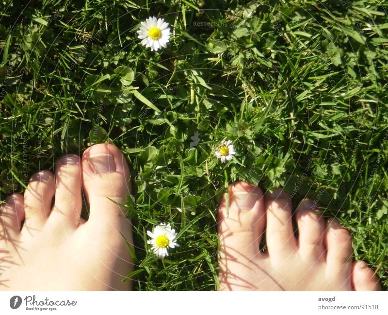 The fat uncles Toenail Nail Barefoot Daisy Summer Spring Green White Yellow Toes Grass Flower Blossom Skin color Feet Lawn Sun Floor covering Shadow
