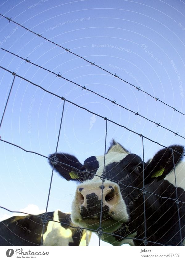 Cow behind the fence Grief Captured Farm Animal Snout Fence Wire Wire netting fence Cattle Diagonal Repression Exterior shot Animal portrait Curiosity Mammal