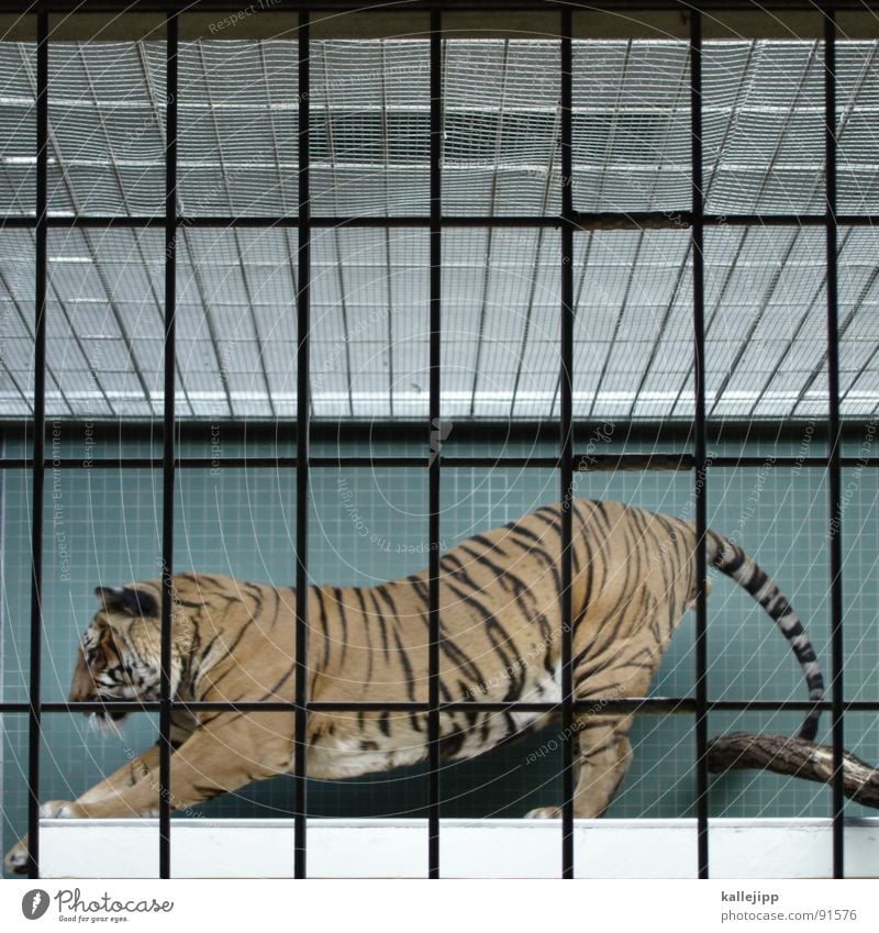 pixelated II Tiger Zoo Animal Sleep Cage Grating Grief Captured Paw Environmental protection Living thing Shows Land-based carnivore Big cat Masculine Pelt