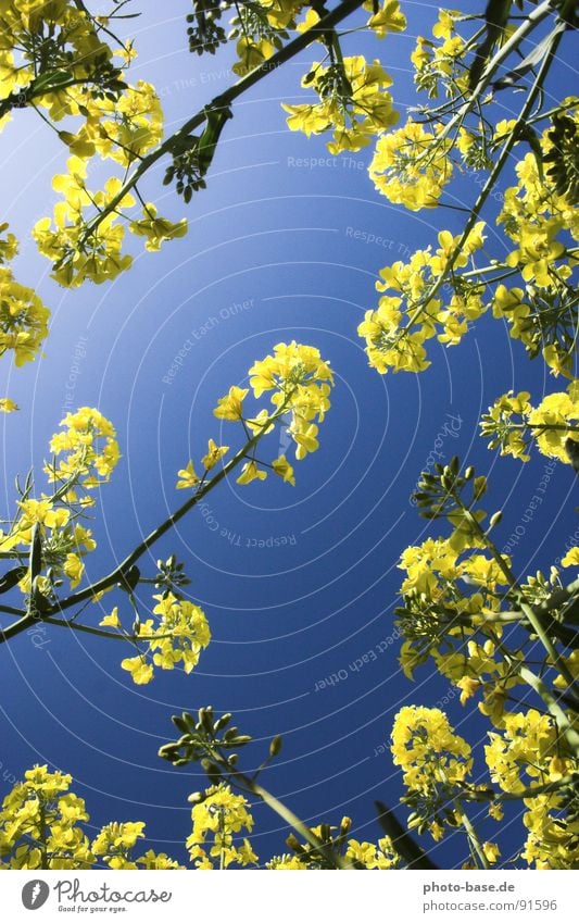 Viewed from below Field Canola Yellow Plant Worm's-eye view Sky Blue Lie