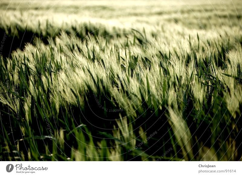 barley Field Green Barley Evening Evening sun Lighting Moody Agra Agriculture Blade of grass Spring sun atmosphere Grain Dusk Nature Wind Blow nikonic d40