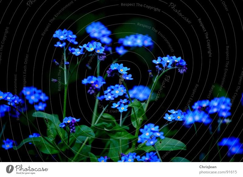 Remember... Forget-me-not Flower Spring Blossom Meadow Blue plant Nature nikonic d40