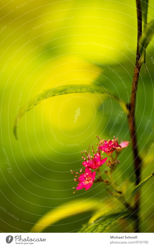 safeguarded Environment Nature Plant Leaf Blossom Fresh Healthy Beautiful Small Green Pink Red Safety Protection Delicate Needy Roof Colour photo Multicoloured