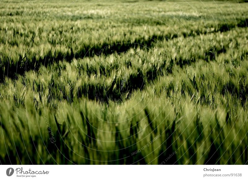 Barley 3 Field Green Evening Evening sun Lighting Moody Agra Agriculture Blade of grass Spring sun atmosphere Grain Dusk Nature Wind Blow nikonic d40 Tracks