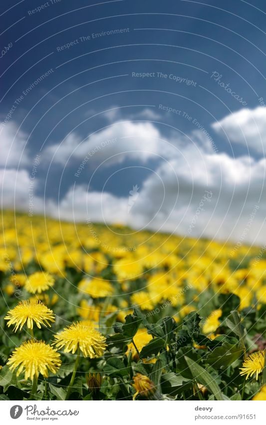 lion's summer Summer Clouds Dandelion Flower Blossom Yellow Green June July Vacation & Travel Fresh Plant Leisure and hobbies Blur Meadow Flower meadow Field