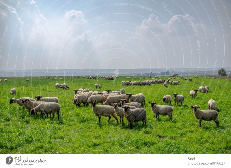 Clouds and sheep Farm Shepherd Environment Nature Sky Summer Weather Beautiful weather Foliage plant Agricultural crop Grassland Meadow Field Pasture Animal