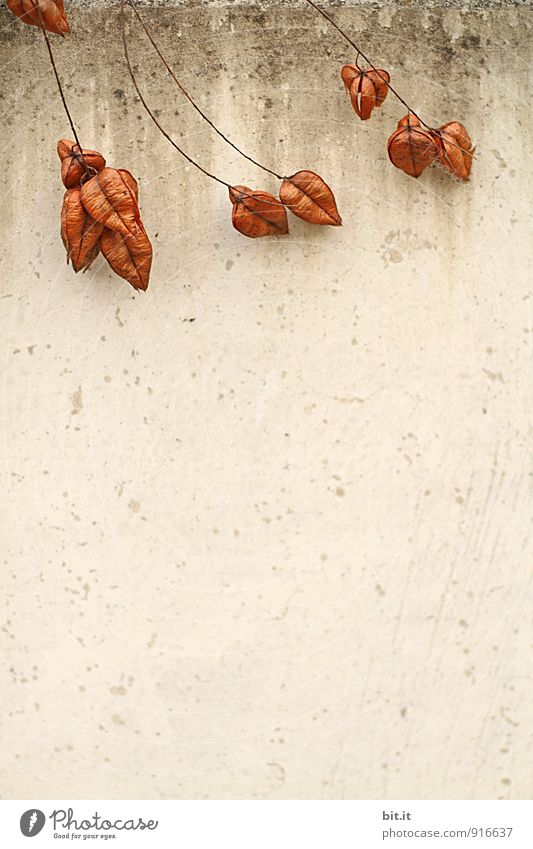 Wailing Wall Nature Autumn Plant Wall (barrier) Wall (building) Relationship Autumnal colours Early fall Colour photo