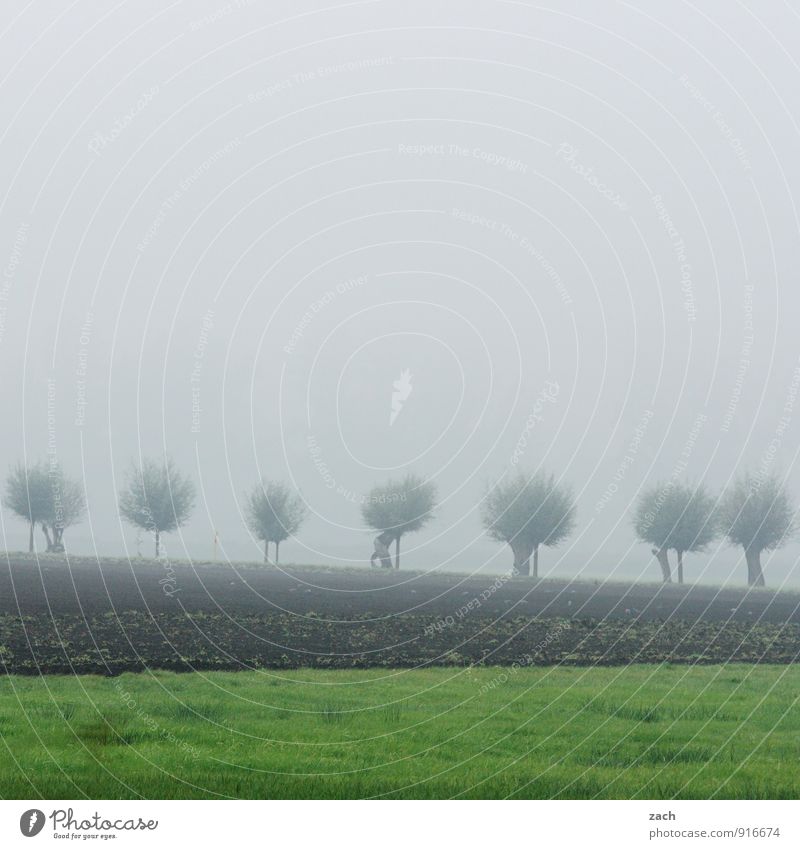 Brandenburg, foggy Nature Landscape Plant Earth Sky Clouds Autumn Bad weather Fog Tree Grass Field Dark Brown Gray Green Sadness Transience Willow tree